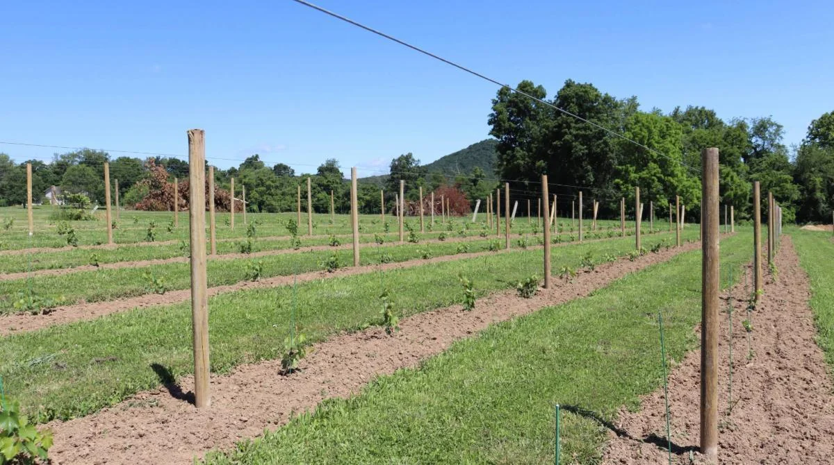 Ohio launches vineyard expansion assistance program for local grape growers