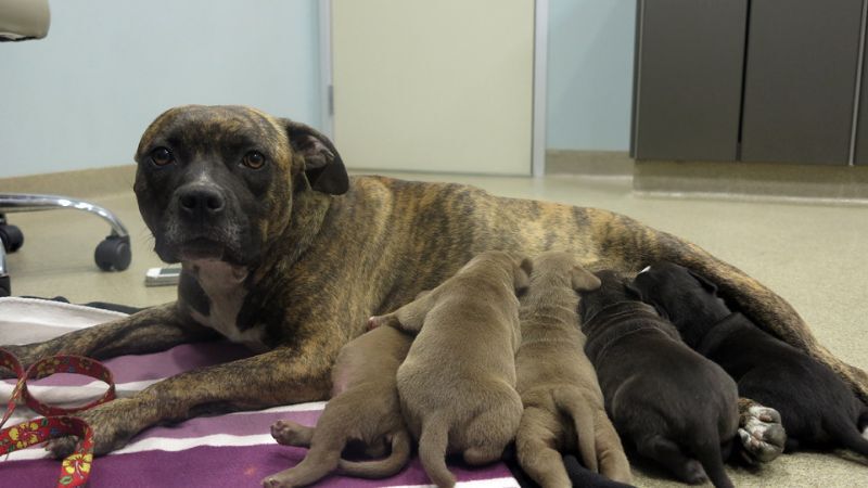 Valencia County announces a Mamas and Their Pups in Need of Rescue Please
