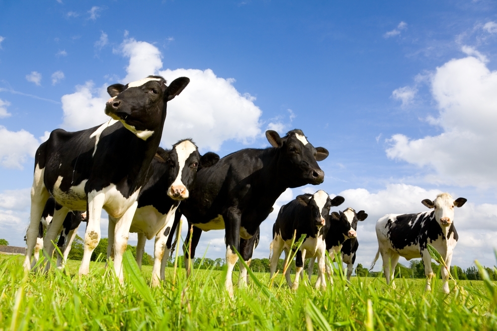 IOWA STATE UNIVERSITY: Study shows integrated organic crop and livestock production systems can conform to food safety standards