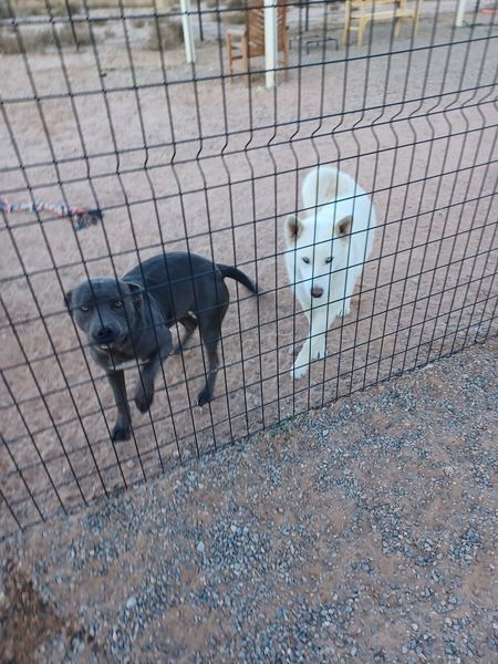 Great Danes Will Be Transferred Out to Regal Dane Rescue