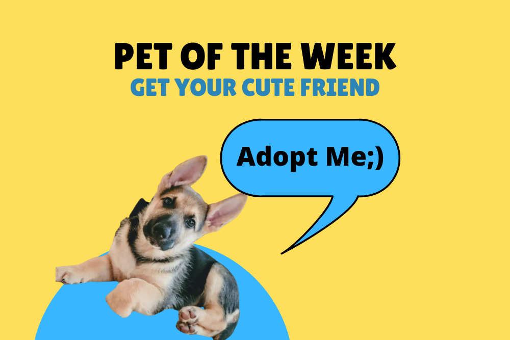 Pet of the Week: Max