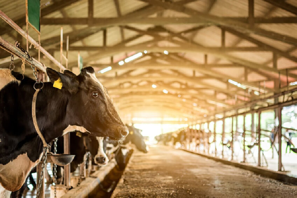 Whatcom County Dairy Tours: “Whatcom This Whey” and Choose Your Own Adventure on June 11, 2022 Whatcom County Dairy Tours: “Whatcom This Whey” and Choose Your Own Adventure on June 11, 2022