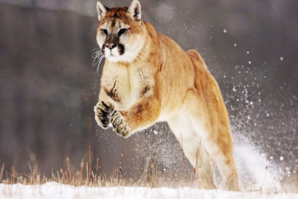 ANTELOPE: All Mountain Lion Hunting To Close In HD’s 212, 215 & 217