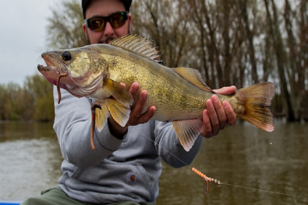 Vermont walleye fishing season opens saturday, May 7