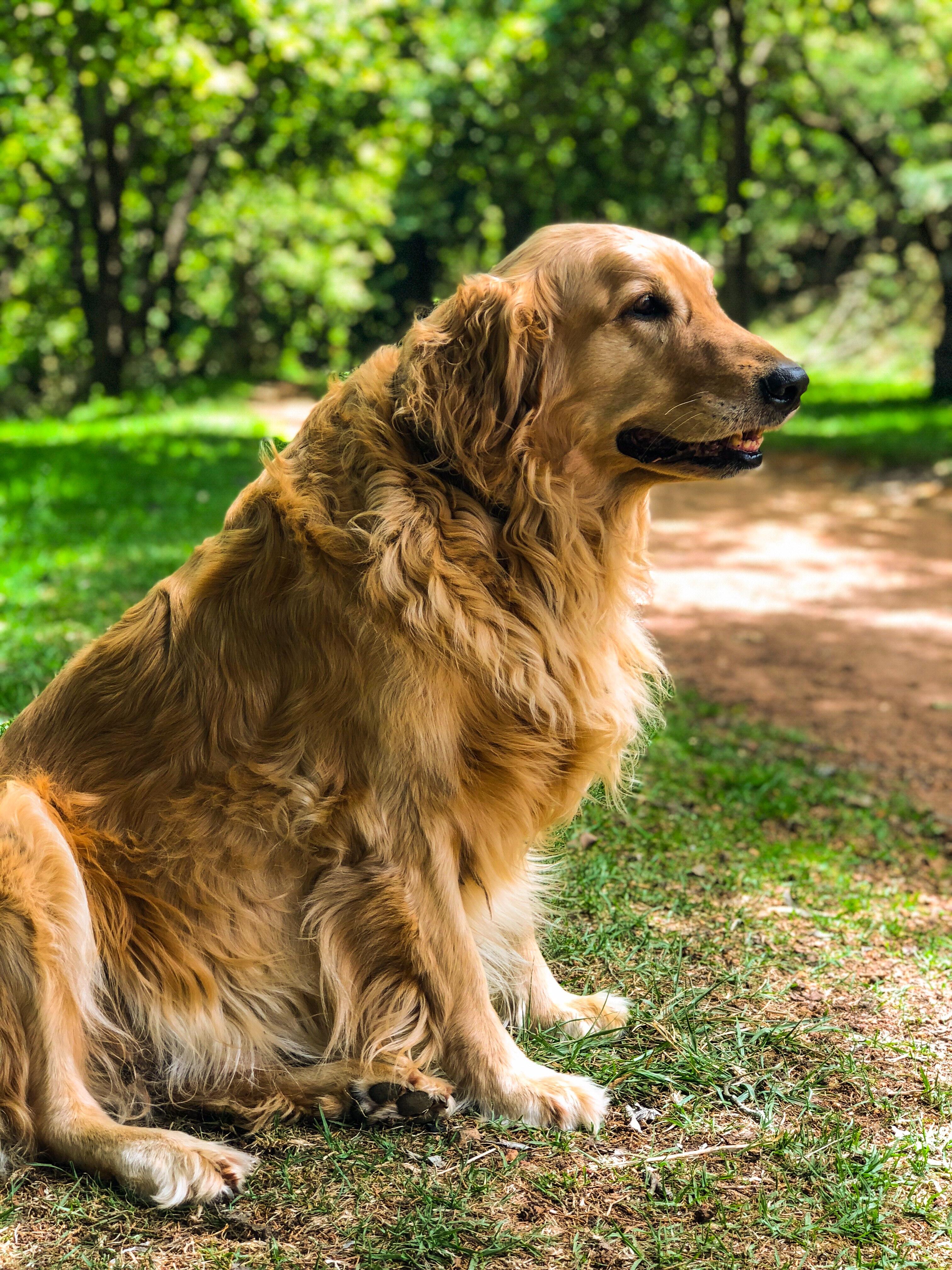PAWS to Read: Ziva, the Golden Retriever
