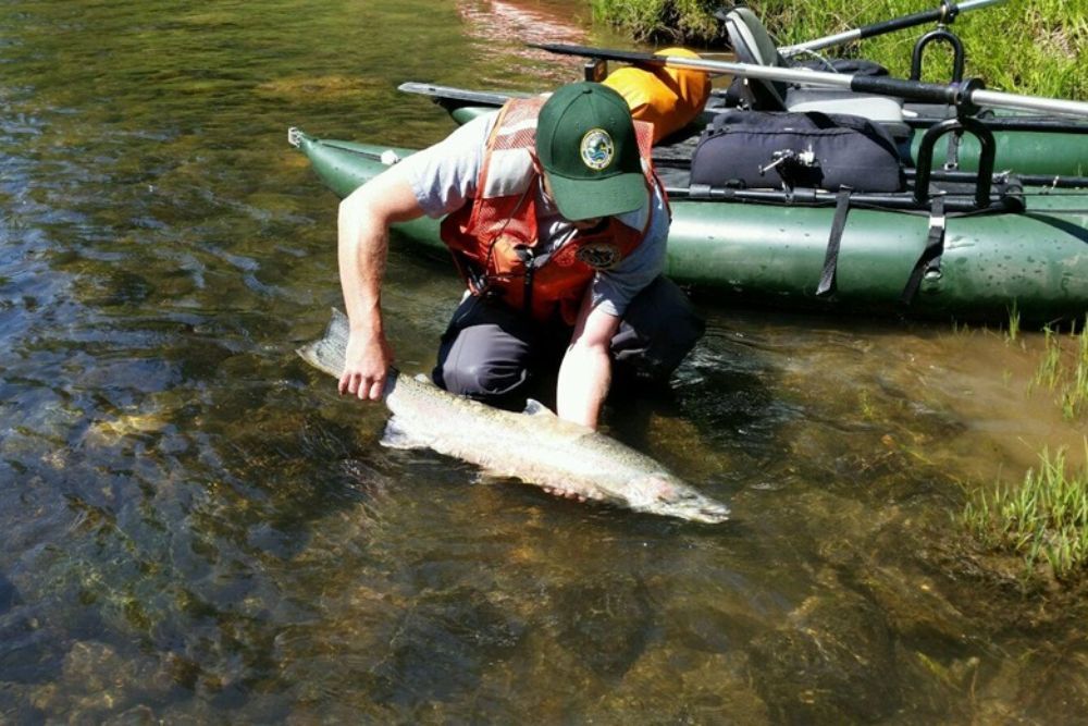 WDFW releases plan with vision for protecting Grays Harbor, Willapa Bay, and coastal Olympic Peninsula steelhead