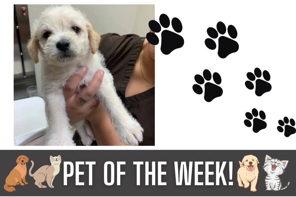 Pet of the Week: Lloyd Braun