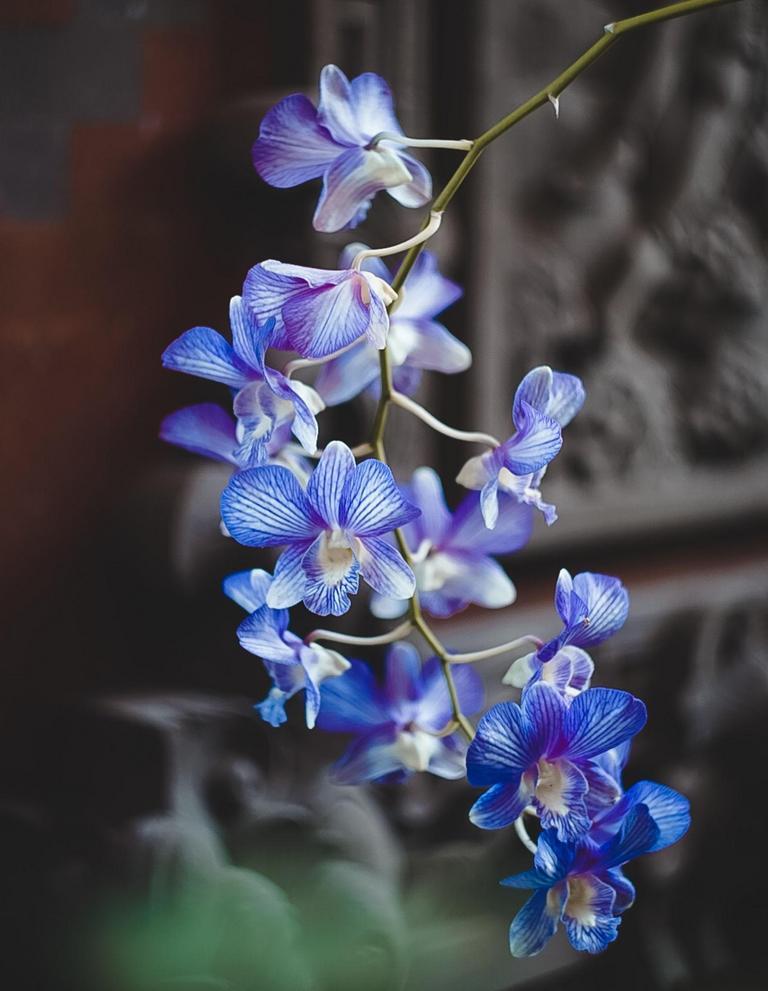 Orchids at Kew Gardens