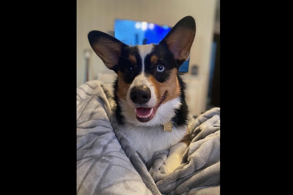 Spaniel Mix – Male Spaniel Mix – Male