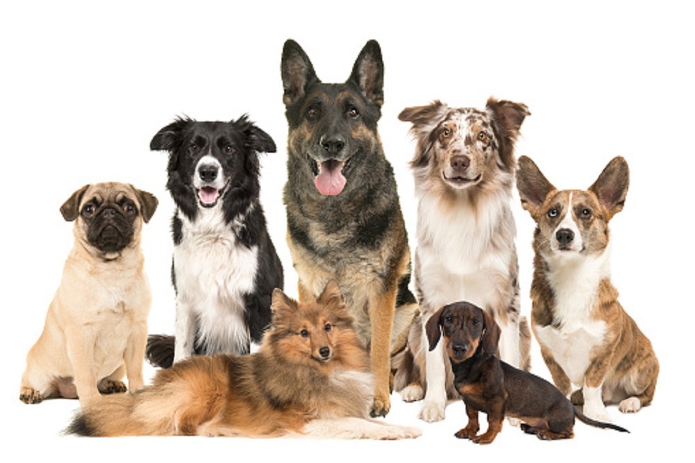 Beaufort County: County Council to Consider Proposed Animal Control Ordinance Changes and Updates to Improve the Protection of County Animals Beaufort County: County Council to Consider Proposed Animal Control Ordinance Changes and Updates to Improve the Protection of County Animals