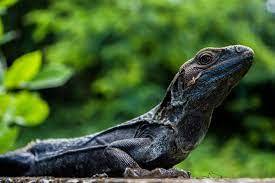 Reptile Revue on January 17