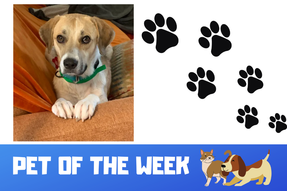 Pet of the Week: Farrah Pet of the Week: Farrah