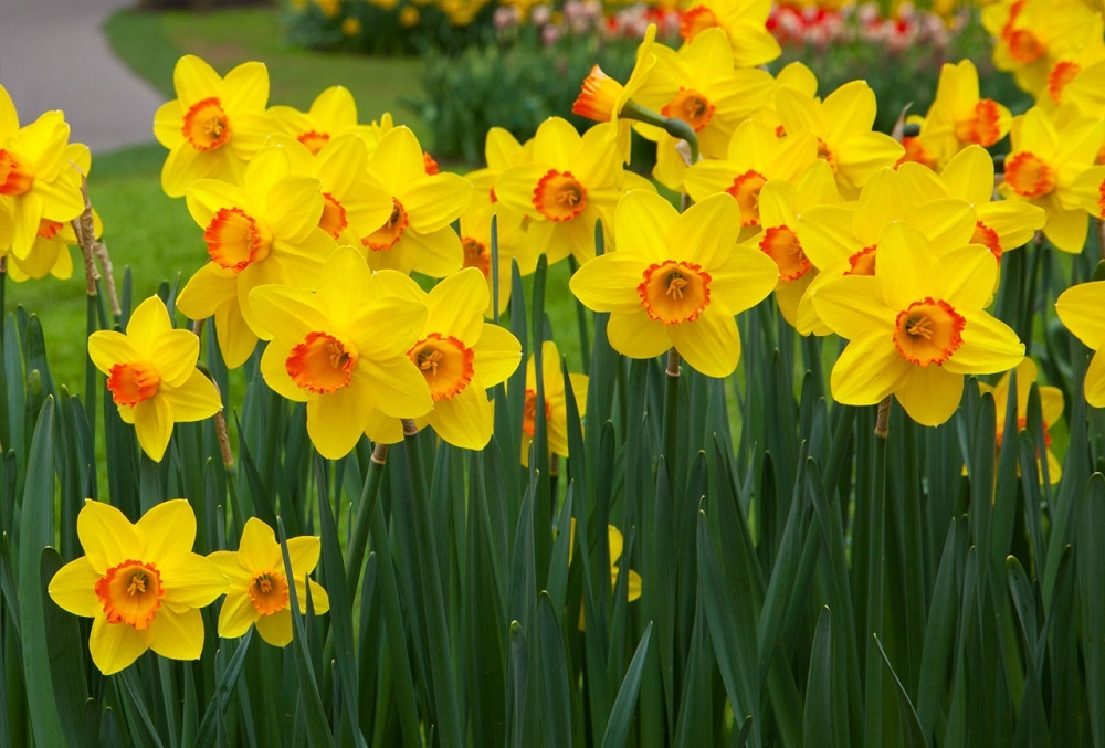 POLK COUNTY PARKS AND RECREATION: Sponsor A Daffodil In A loved Ones’ Name
