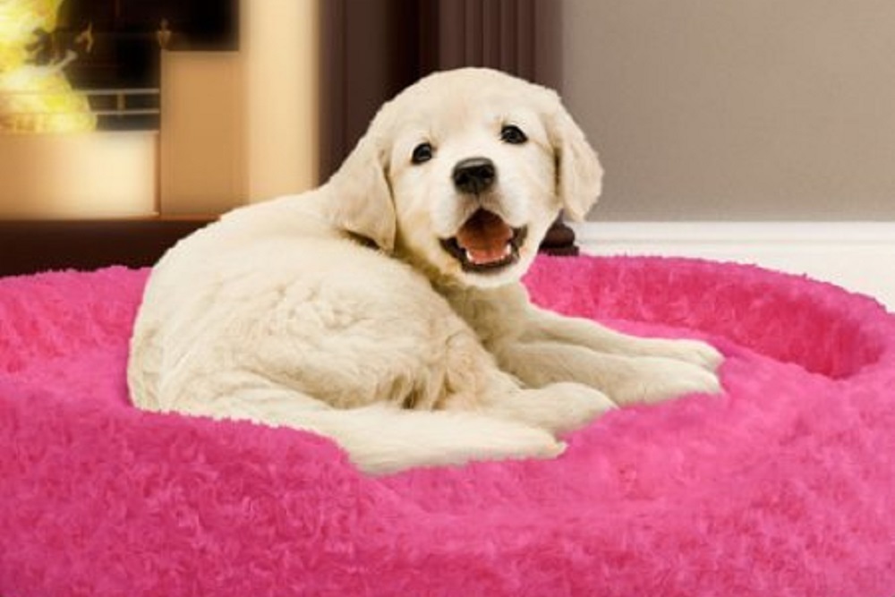 Pet Licenses Available at City Hall for Pickup