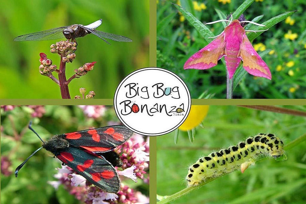 Bug Bonanza with Swiss Valley Nature Center on June 9 Bug Bonanza with Swiss Valley Nature Center on June 9