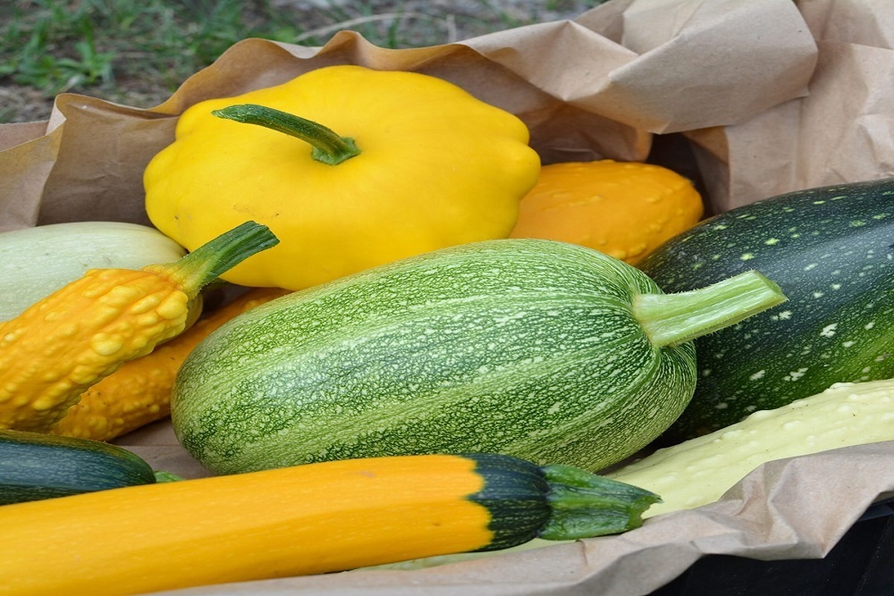 Clemson University Cooperative Extension: Preserving Yellow Squash: Summer Demonstration Series and Free Canner Testing at the Pee Dee State Farmers Market Clemson University Cooperative Extension: Preserving Yellow Squash: Summer Demonstration Series and Free Canner Testing at the Pee Dee State Farmers Market