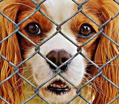 Portales Animal Shelter