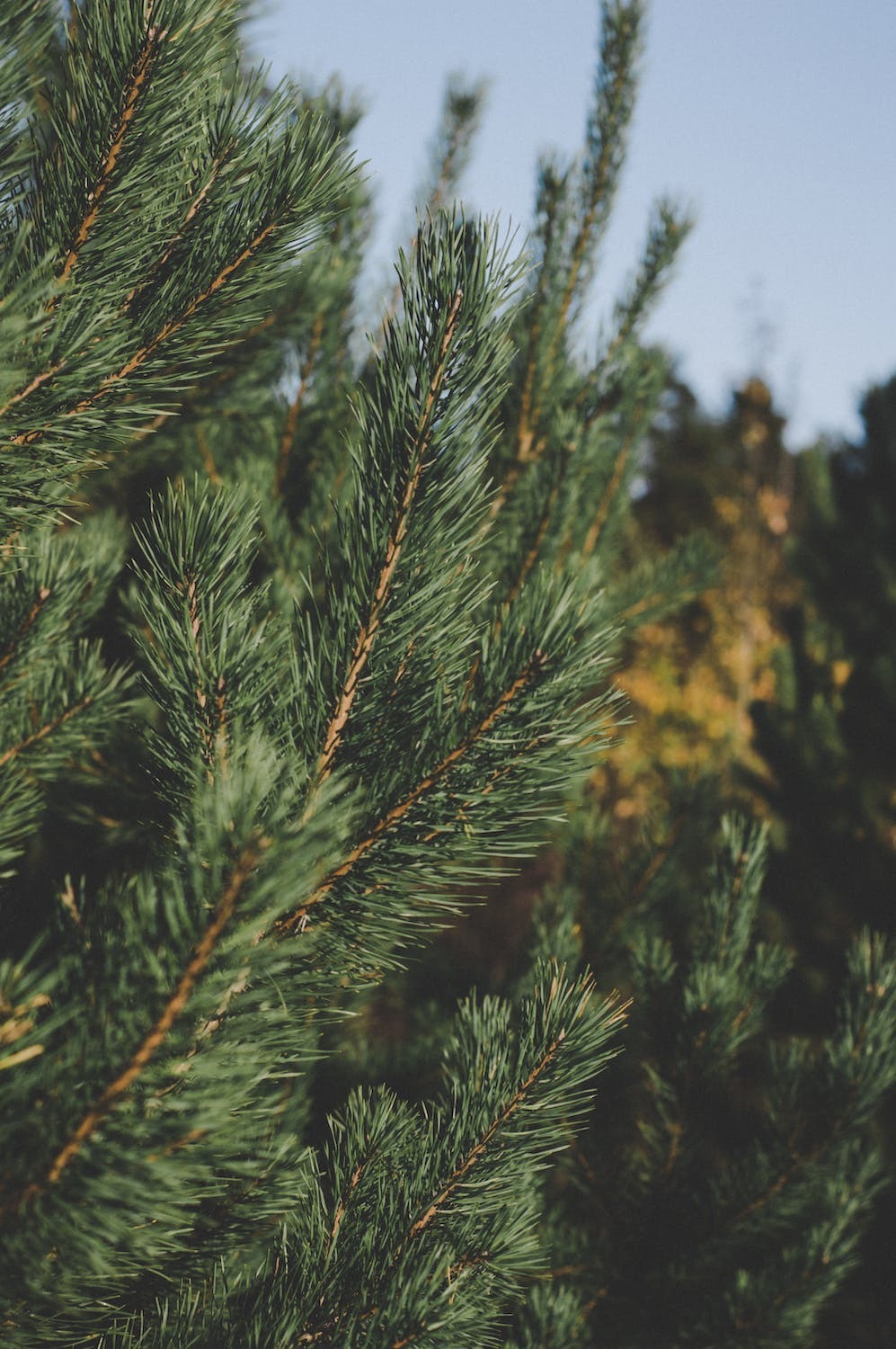 Christmas Tree Disposal on Jan. 2