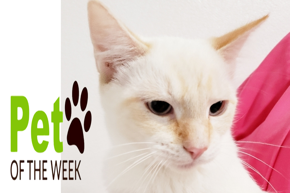 Pet of the Week: Cormac Pet of the Week: Cormac