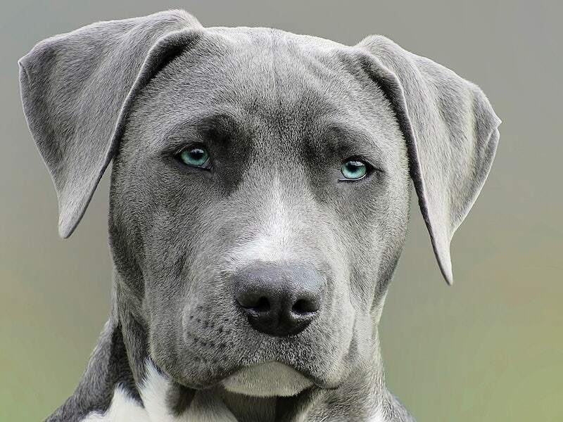 Adoption for Dog