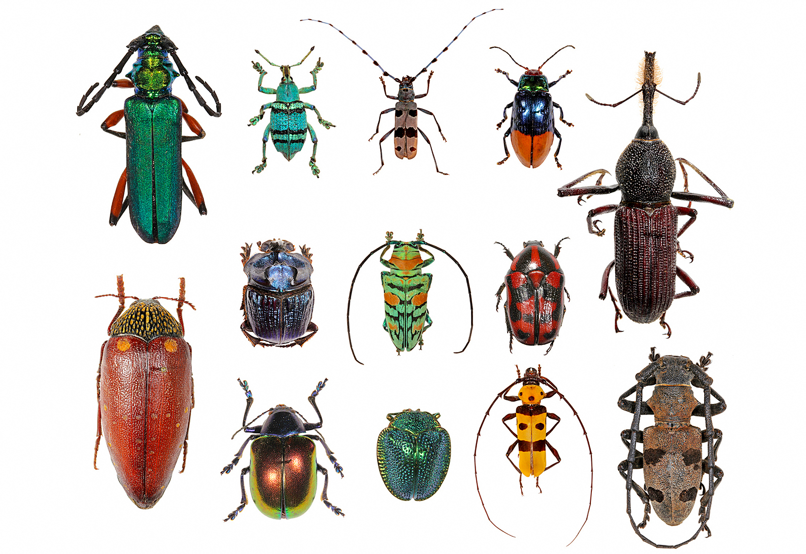 Winter Bug Hunt on Dec.29