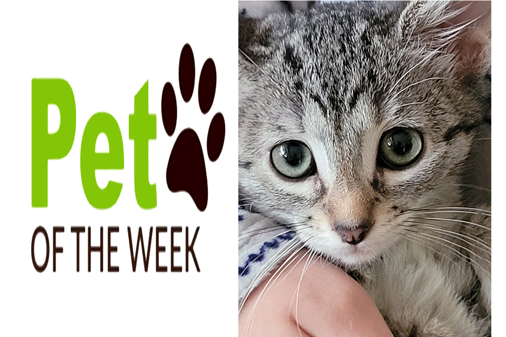 Pet of the Week: Magrita