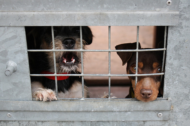 Animal Shelter Is Full
