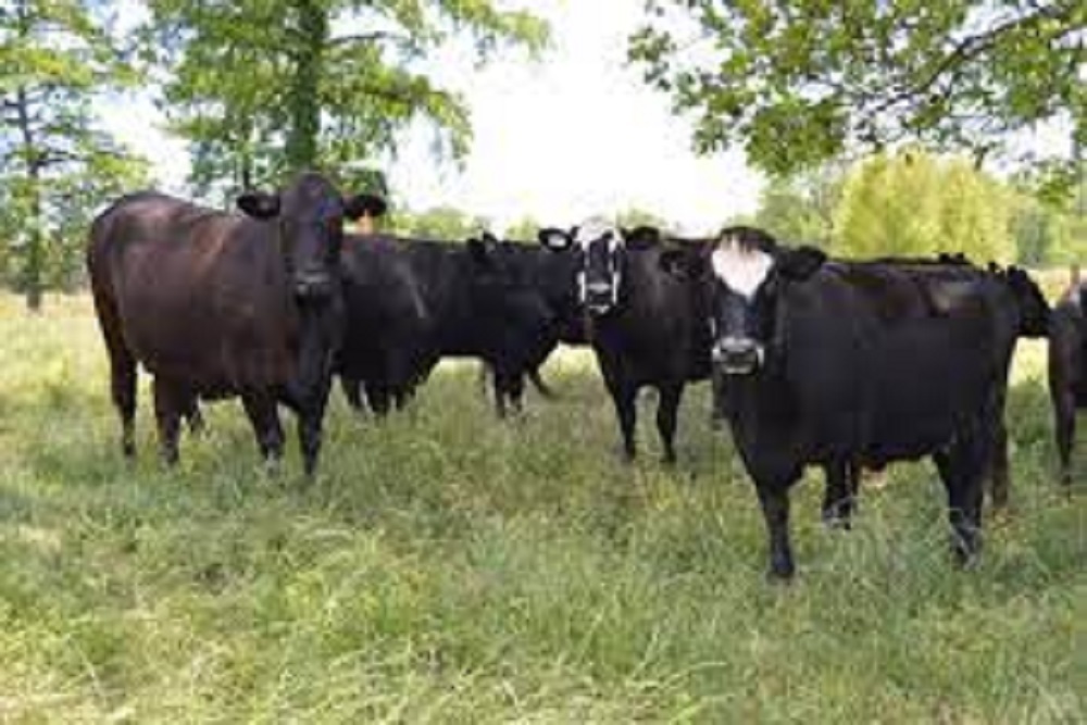 Beef can be a nutritious, budget-friendly option