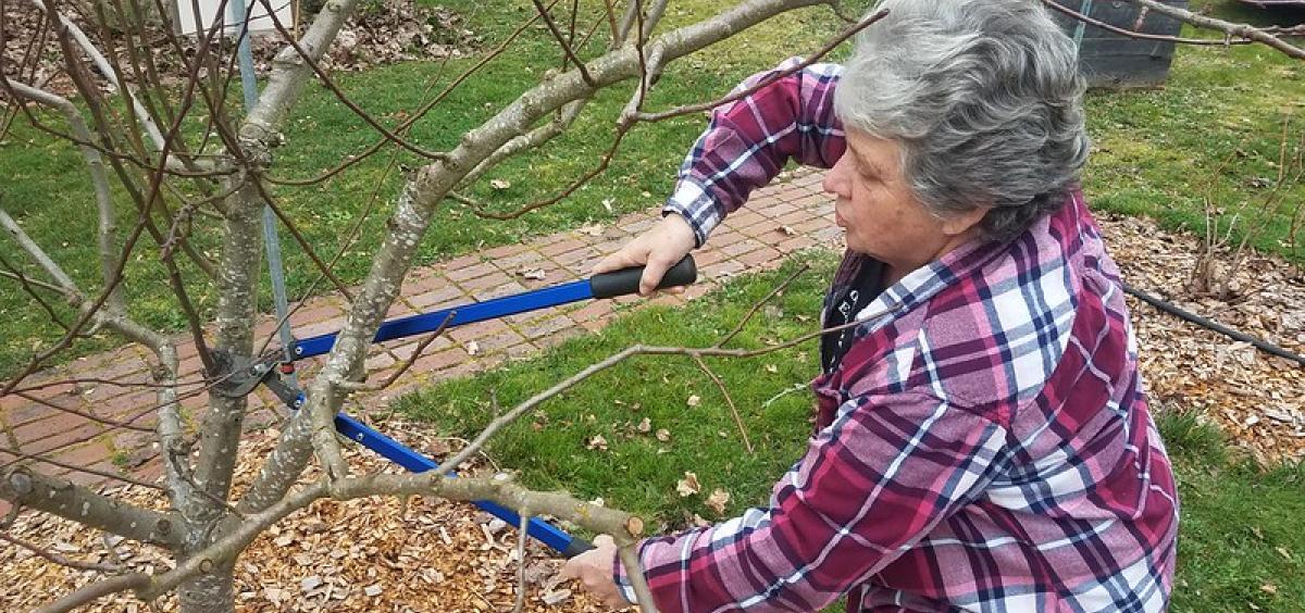 Fruit trees need attention this time of year