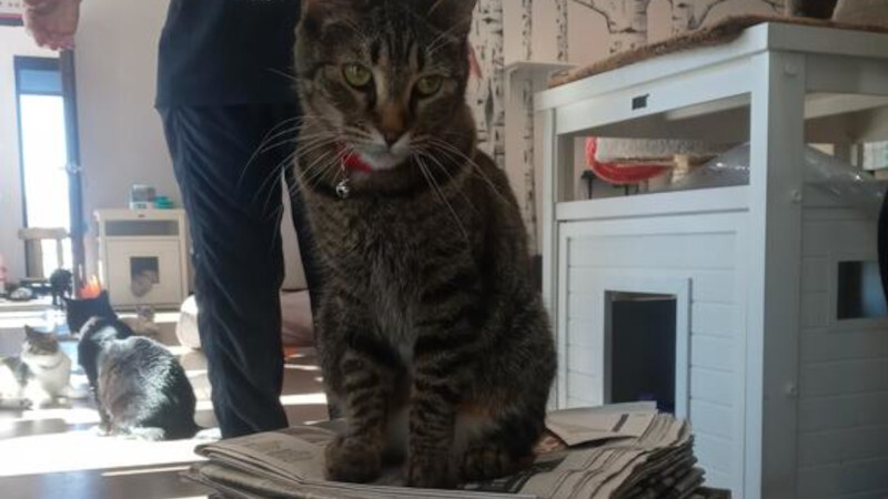 UNR assistant professor on animal ethics course: ‘College students concerned with the way we treat animals’