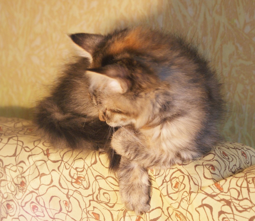 Available for Adoption