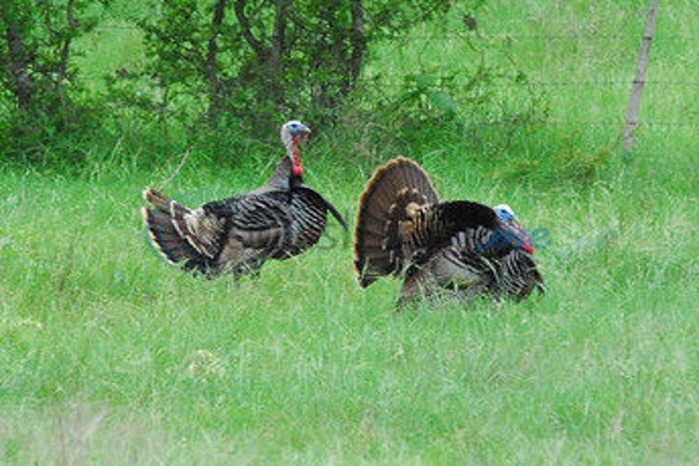Introduction to Turkey Hunting Online Seminar Part 2 on March 16
