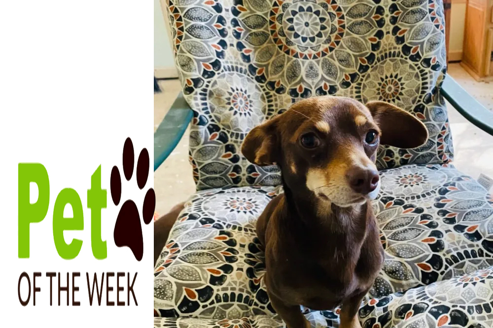 Pet of the Week: Nano