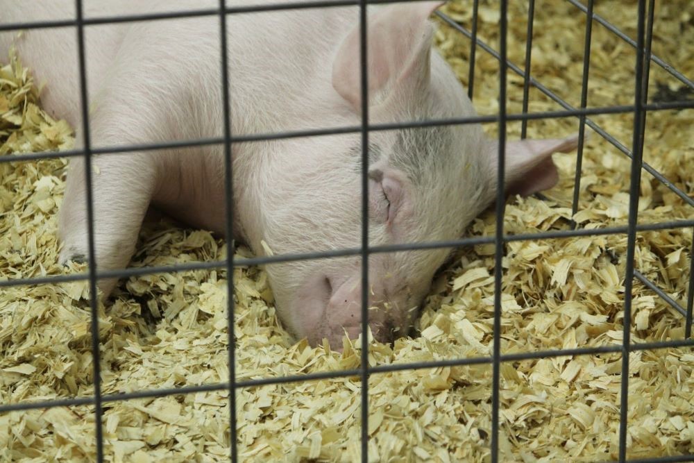 Chinese pork woes not impacting North Carolina, industry group says