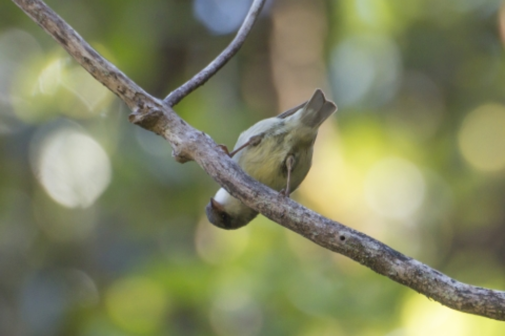 UNIVERSITY OF MD BALTIMORE COUNNTY: At UMBC, we welcome Retrievers of all stripes… and feathers