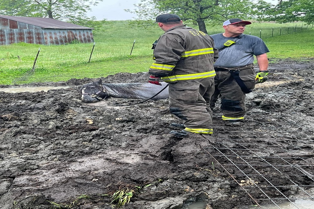 Excelsior Springs Fire Department – Today C-Shift Was Called to Assist With the Rescue of a Mama Horse and Her Colt Who Were Stuck in the Mud Created by the Recent Rains