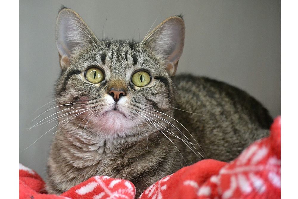 It’s the Purrfect Time to Adopt a Cat