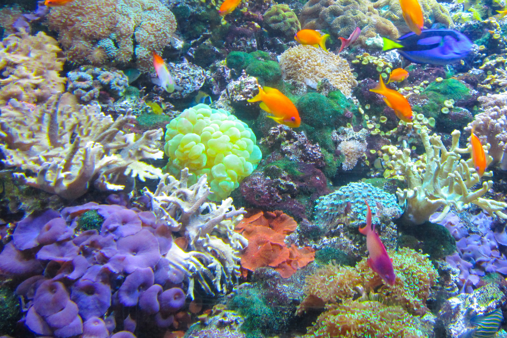 Squishy Circuits – Ocean Creatures (C) on July 6, 2022