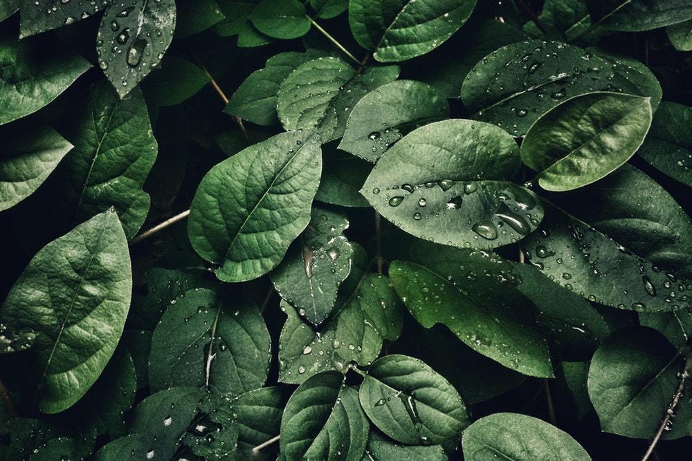Wild Foods Foraging on May 21, 2022 Wild Foods Foraging on May 21, 2022