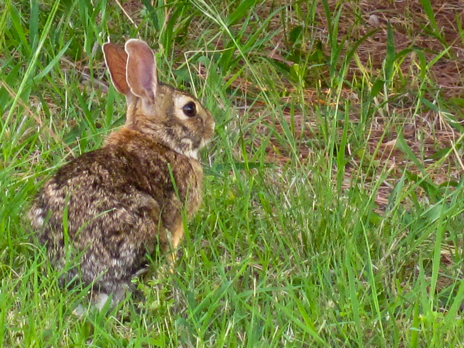 MARYLAND DEPARTMENT OF NATURAL RESOURCES: Plants and wildlife