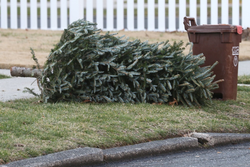 Curbside Collection of Christmas Trees