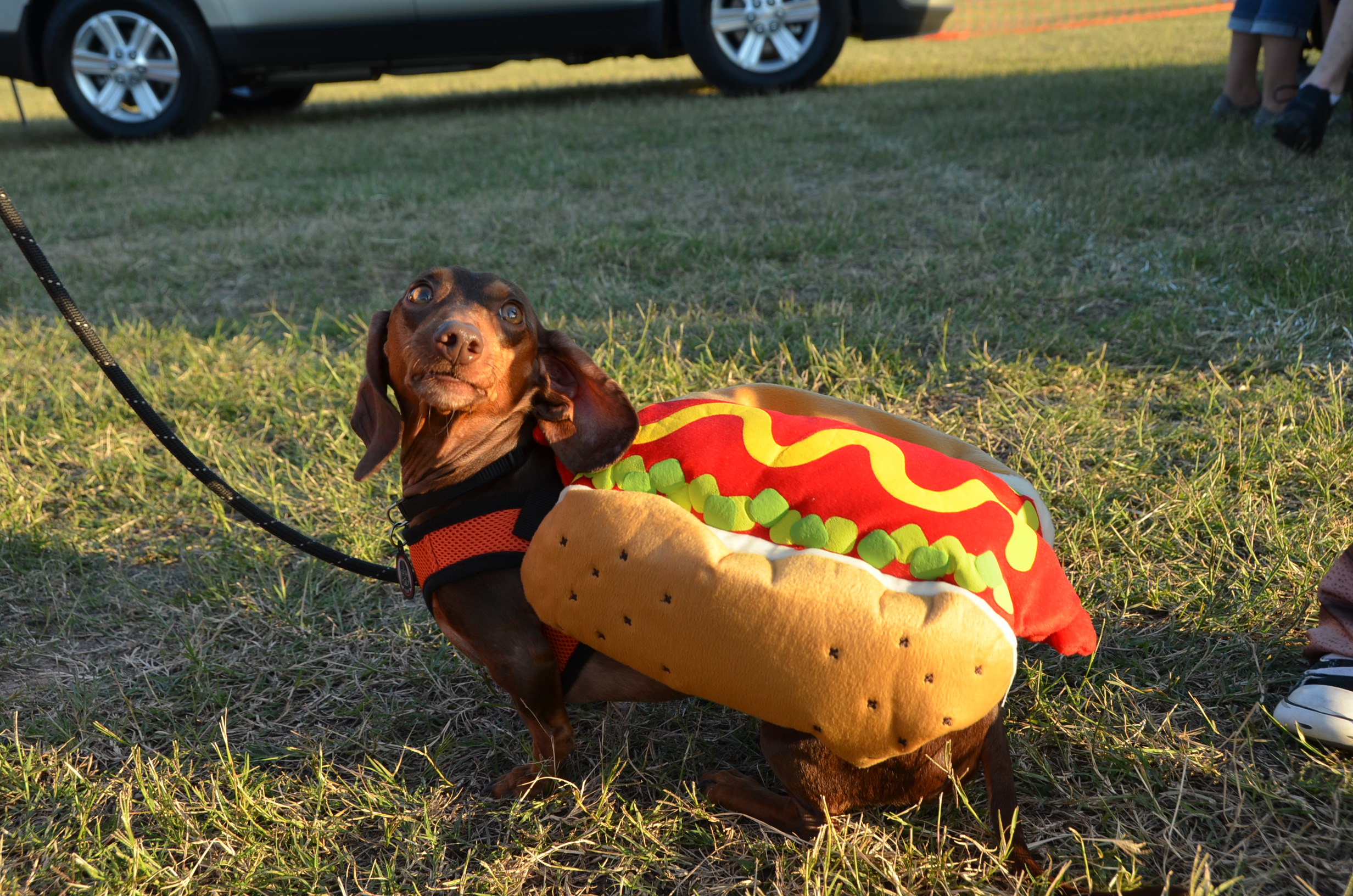 AMERICAN VISIONARY ART MUSEUM: Visionary Pets on Parade