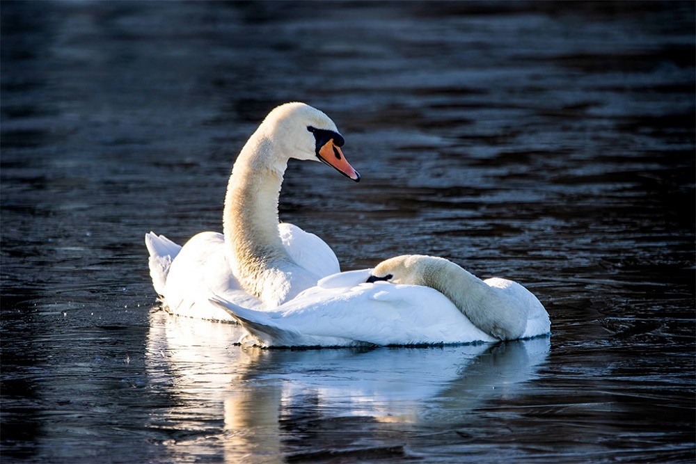 CITY OF CANNON FALLS: We have received may calls from concerned citizens pertaining to one of the swans with a broken wing at Minnieska Park