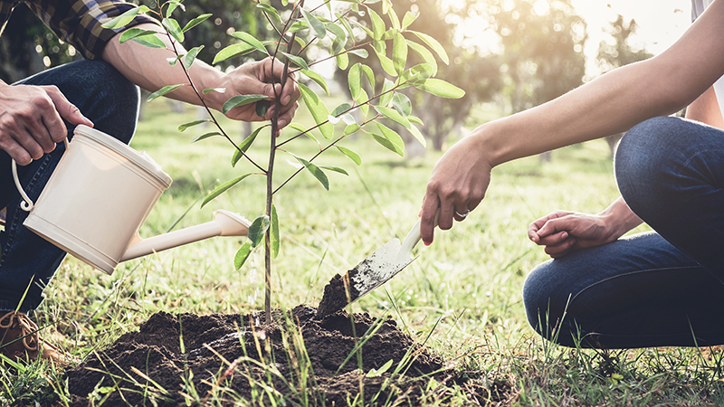 Georgia Celebrates Trees this Month