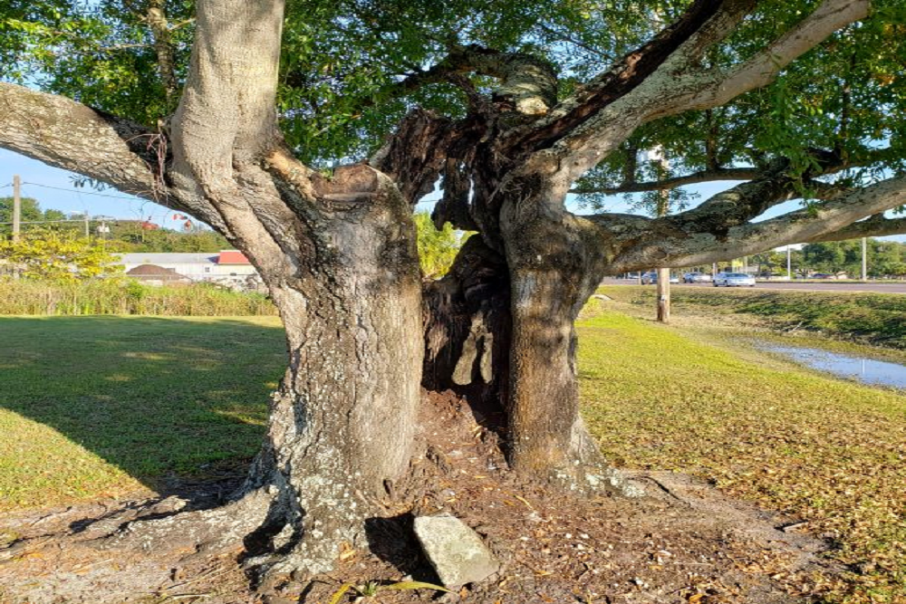 The City of Tampa is excited to relaunch the Self-Certified Private Arborist Program.