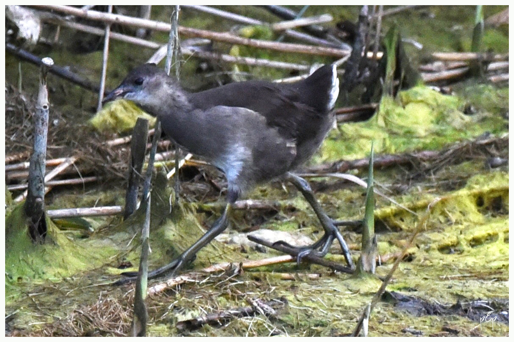 PINEWOOD ELEMENTARY, MIMS FLORIDA: Wildlife Way submitted by Pinewood was officially chosen