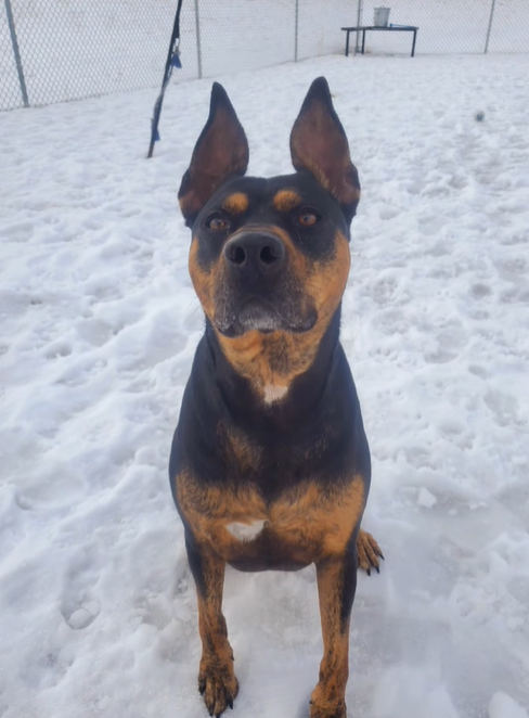 Missoula Animal Control: Meet Chop