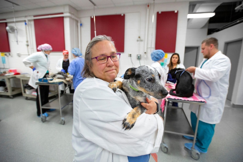 IOWA STATE UNIVERSITY: Shelter animals receive care at ISU College of Veterinary Medicine on their way to adoption