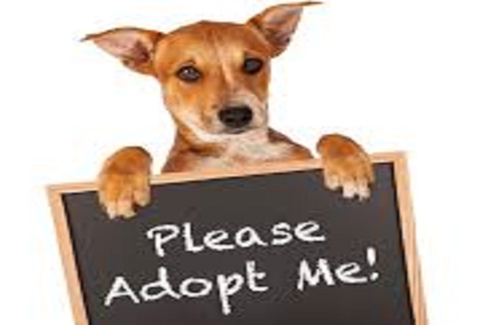 COUNTY OF ORANGE: Animal Services Needs Home For Available Dogs