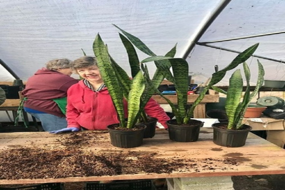 Master Gardener Plant Sale on April 2